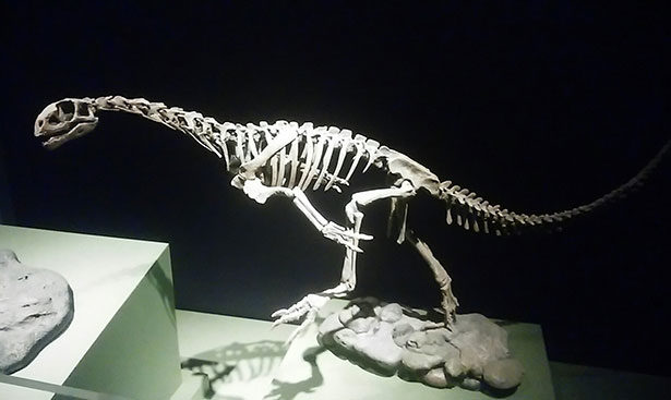 Chilesaurus Skelett