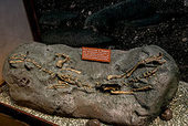 Chilesaurus