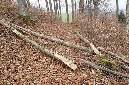Eschensterben Wald Esche