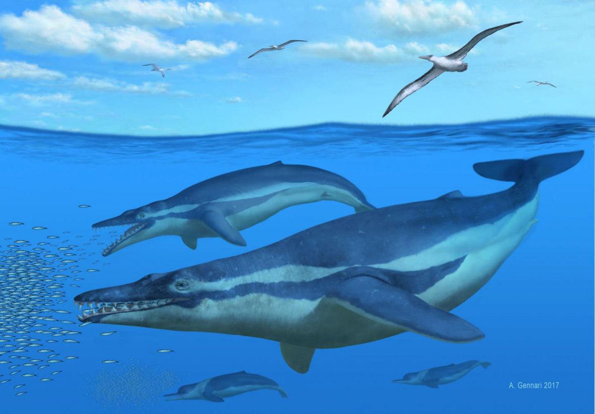 Zeitgenosse des zahnlosen Delfins Coronodon havensteini