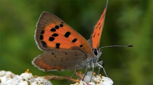 Schmetterling, butterfly
