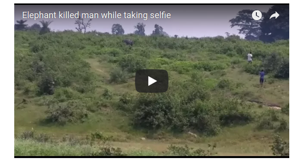 Elefant tötet Mann bei Selfie-Versuch