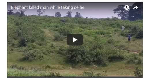 Elefant tötet Mann bei Selfie-Versuch
