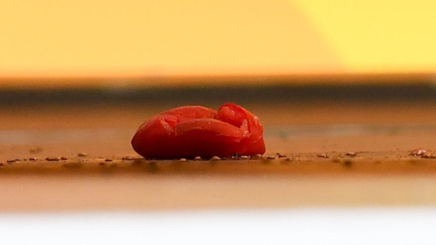 tomate symbolbild