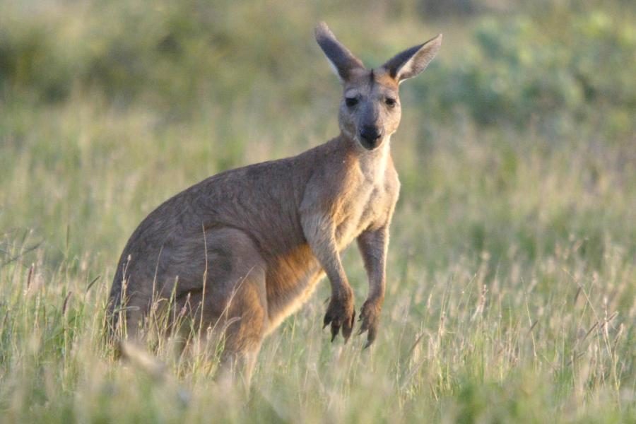 australian kangaroo population overrun