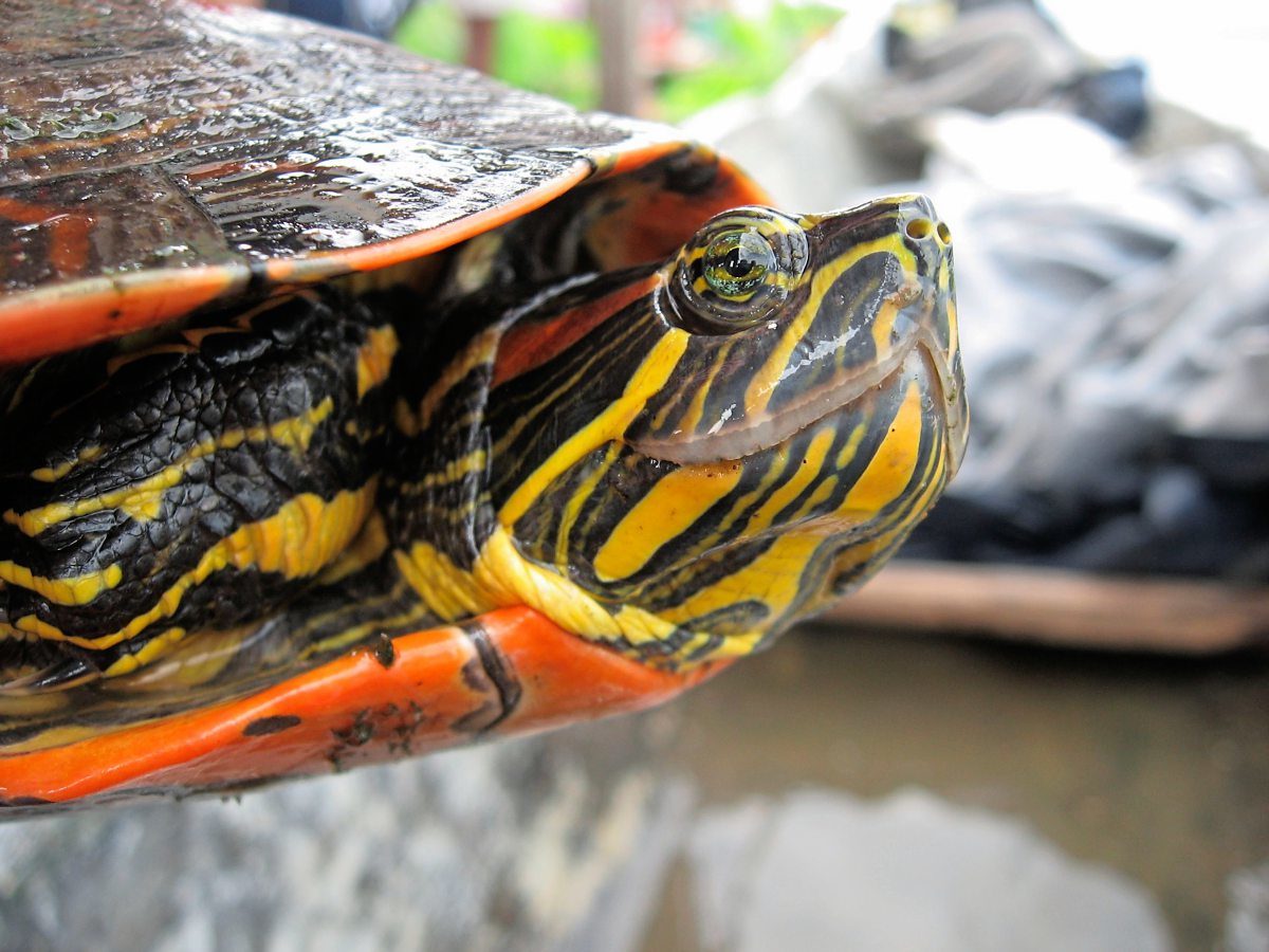 Neue Schildkrötenart Trachemys medemi
