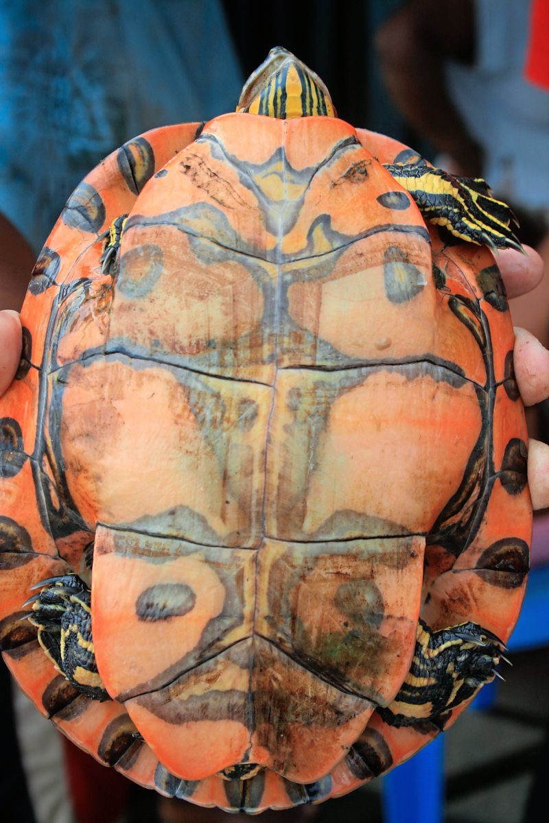 neu entdeckte Schildkrötenart Trachemys medemi