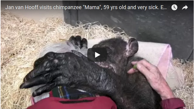 sterbende Schimpansin trifft Menschenfreund