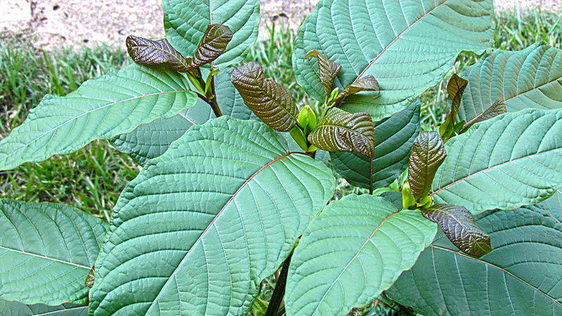 Kratombaum Sucht-Behandlung