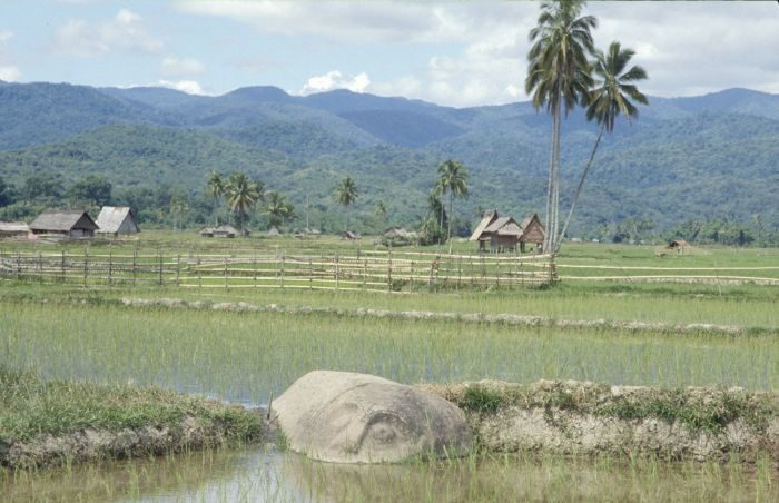 Megalithenfigur im Reisfeld Lore Lindu Nationalpark Indonesien
