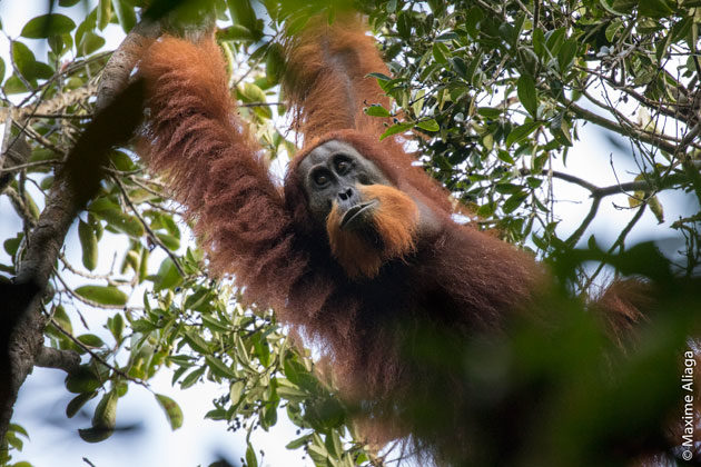 neue Orang-Utan-Art Pongo tapanuliensis