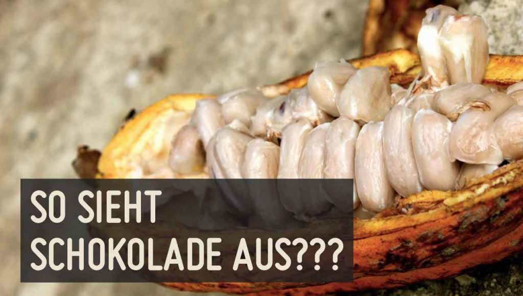 Schokolade, Kakaobohne
