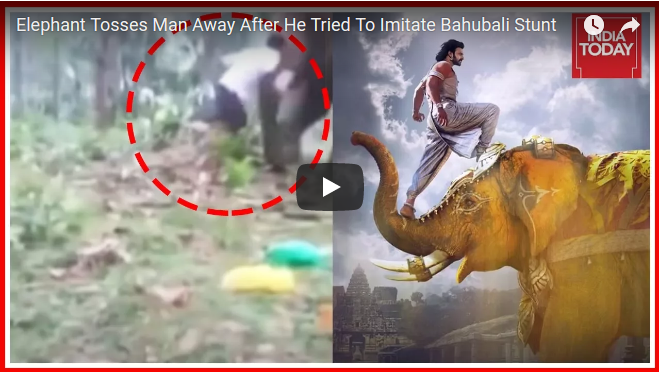 Video Elefant wehrt sich