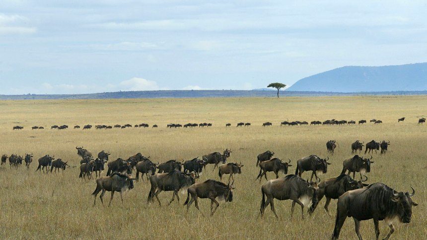 Serengeti-Nationalpark (Archiv)