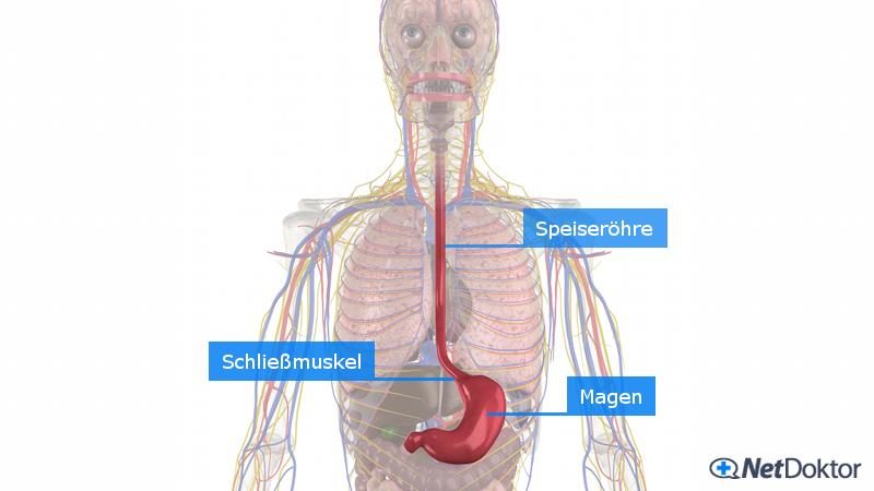 Säureblocker, Anatomie Speiseröhre Magen, Sodbrennen