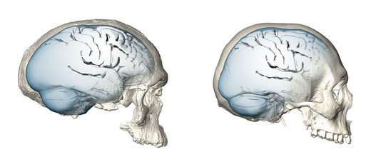 Evolution der Gehirnform bei Homo sapiens, Schädel Jebel Irhoud