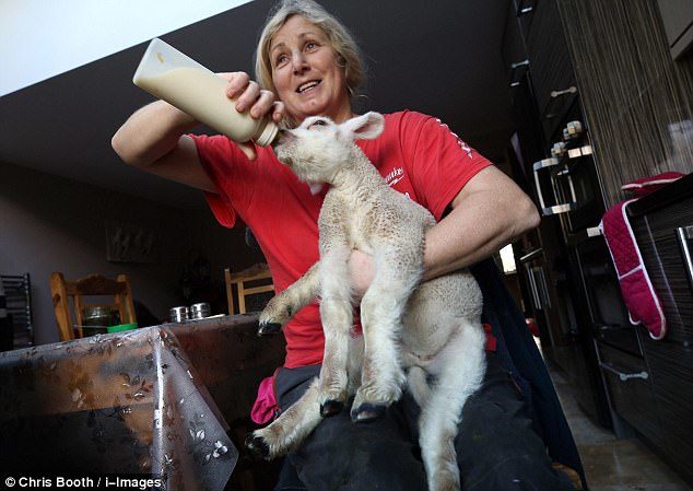 The tiny thing is seen at feeding time, being looked after one of the owner Angie Jewitt