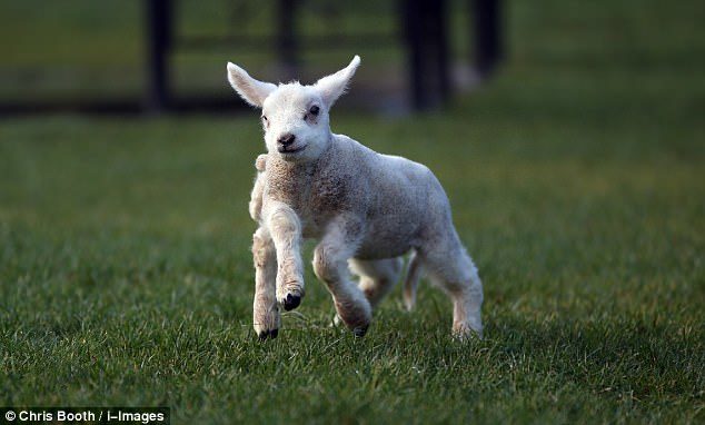 The little lamb has not yet been named and it is unclear if she will undergo surgery