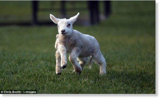 The little lamb has not yet been named and it is unclear if she will undergo surgery