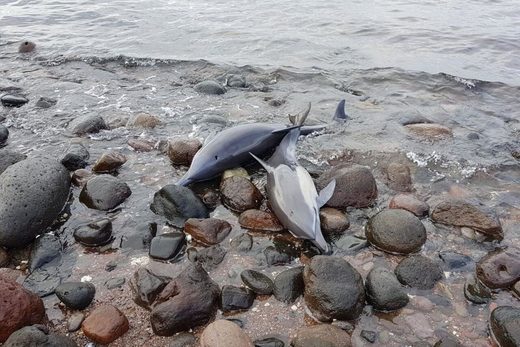 Mexiko: 54 Delfine In der Bucht von La Paz gestrandet - 21 verendet
