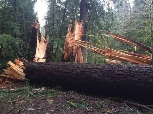 Downed trees in Olympic National Park