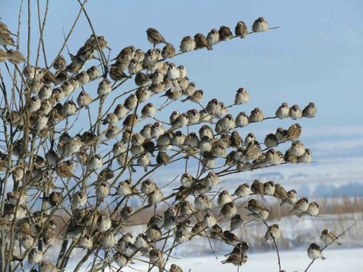 Sparrows
