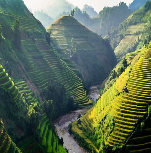 Vietnam tea