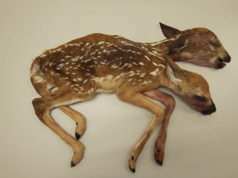 Two-headed deer; Minnesota: Hirschkalb mit zwei Köpfen