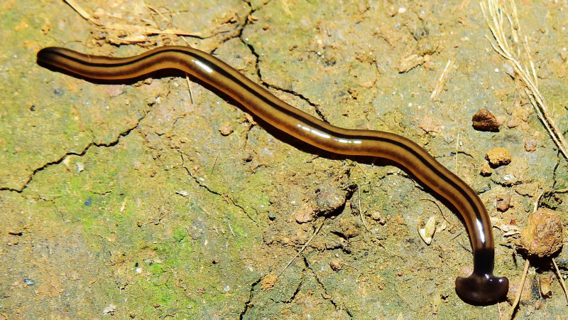 (Bipalium vagum)