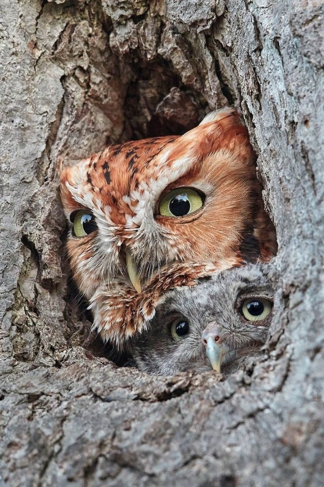 Eastern Screech Owls