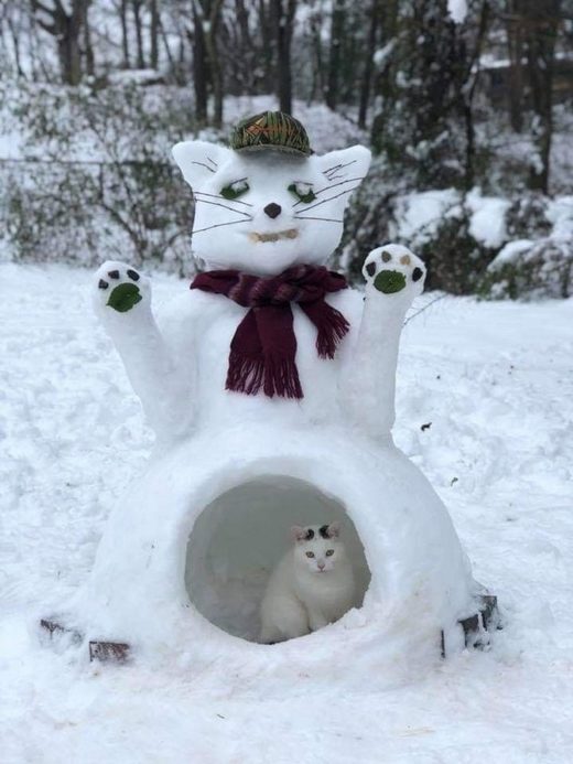 Cat snow