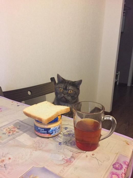 Caviar cat