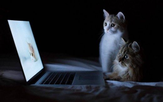 Cats watching movie