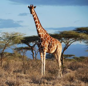 Klicken um zu vergrößern Giraffe Darwin
