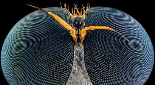 Wasp eyes