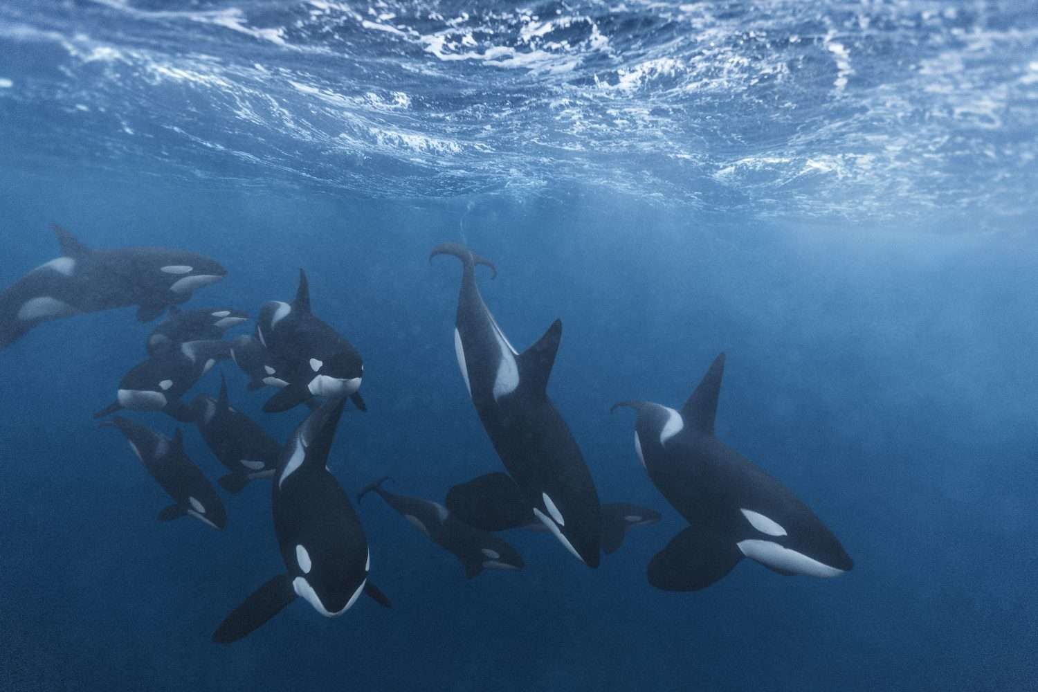 Orca family pod killer whale