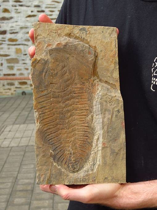 Redlichia Rex