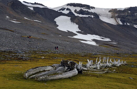 Antarctic