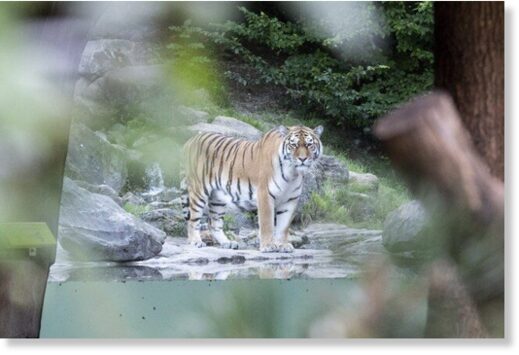 Another Siberian tiger,