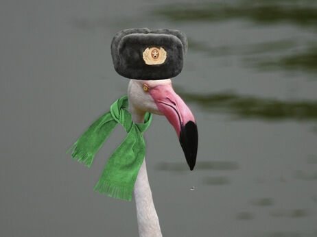 russian flamingos