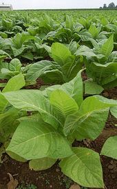 tabakpflanze
