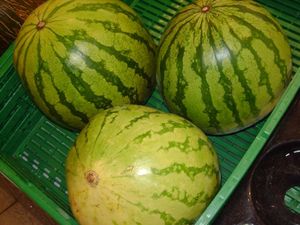 Monsanto-Melonen