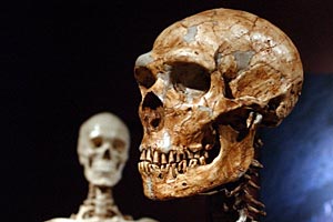 Neandertaler - Schädel