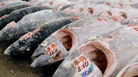 Tote Thunfische