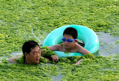 algae