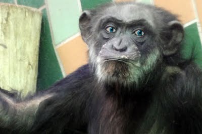 Mischwsesen Schimpanse-Mensch