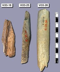 Drei Neandertalerknochen