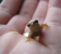 Neuer Mini-Frosch entdeckt