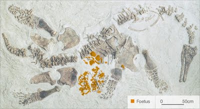 Fossil schwangeren Plesiosauriers
