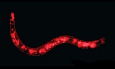 Wurm mit künstlicher DNS